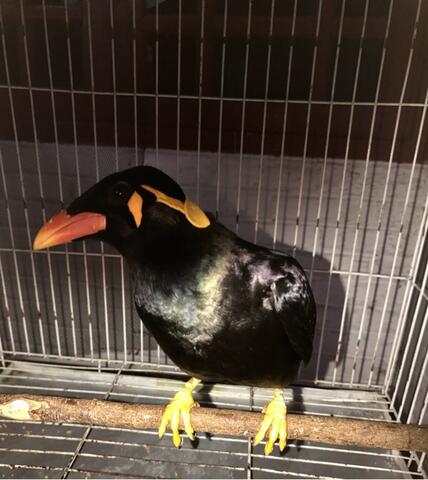 BURUNG BEO GACORRR