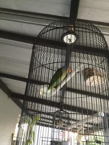 Unduh 400 Gambar Burung Nuri Tanau Hd Paling Keren Gambar Burung