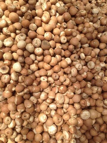 Jual biji pinang - betelnut