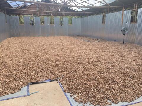 Jual biji pinang - betelnut