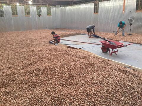 Jual biji pinang - betelnut