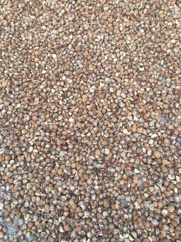 Jual biji pinang - betelnut