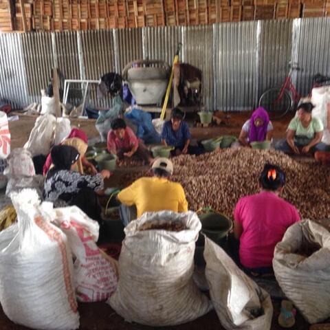 Jual biji pinang - betelnut