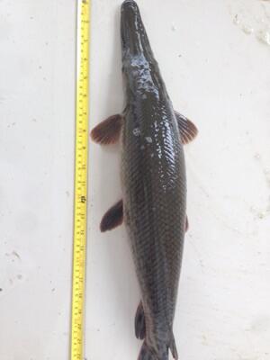 jual IKAN ALIGATOR GAR