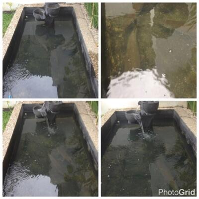 jual IKAN ALIGATOR GAR