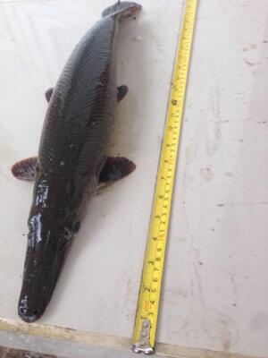jual IKAN ALIGATOR GAR