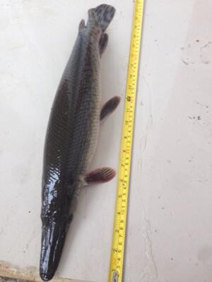 jual IKAN ALIGATOR GAR