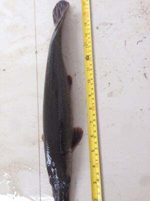 jual IKAN ALIGATOR GAR