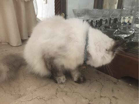 93 Gambar Gambar Kucing Himalaya Paling Keren 93 Gambar Gambar Kucing Himalaya Paling Keren