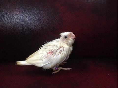 Terjual Burung Falk Cockatiel Parkit Australi Albino Wf White