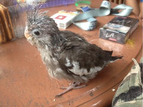 Terjual Burung Falk Cockatiel Parkit Australi Albino Wf White