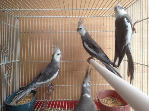Terjual Burung Falk Cockatiel Parkit Australi Albino Wf White
