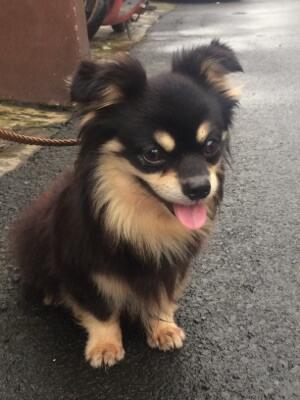 Terjual Semi Hibah Anjing Pom Mix Chihuahua Kaskus