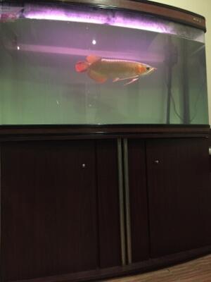 Terjual Ikan Arwana Super Red Dan Aquarium 1 Set Kaskus