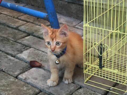 Kitten Persia