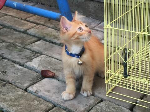Kitten Persia