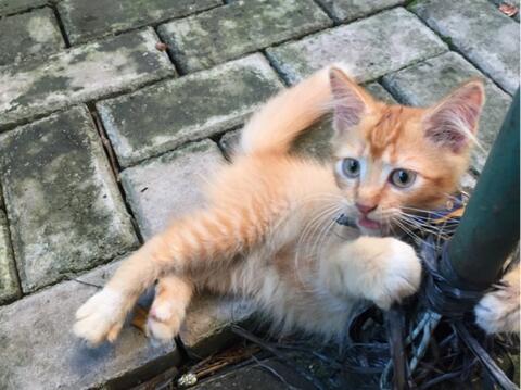 Kitten Persia