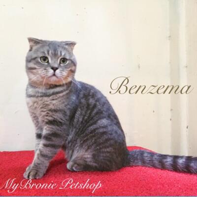 Terjual Kucing Scottish Fold Jantan Import Langsung Dari Ukraine Pedigree Wcf Bandung