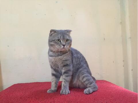 Terjual Kucing Scottish Fold Jantan Import Langsung Dari Ukraine Pedigree Wcf Bandung