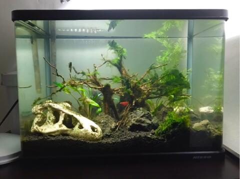 aquascape axolotl
