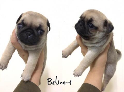 37++ Anjing pug mini update