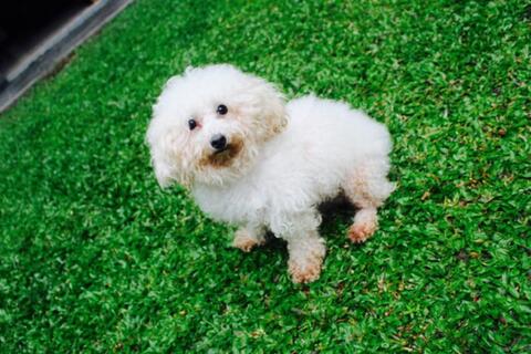 Terjual Anjing Indukan Toy Poodle Kaskus