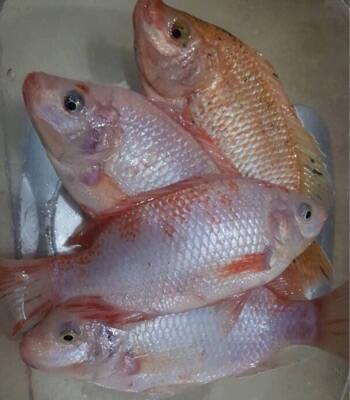 ikan nila merah dan hitam fresh subang