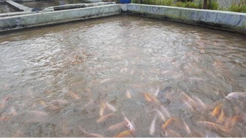 ikan nila merah dan hitam fresh subang