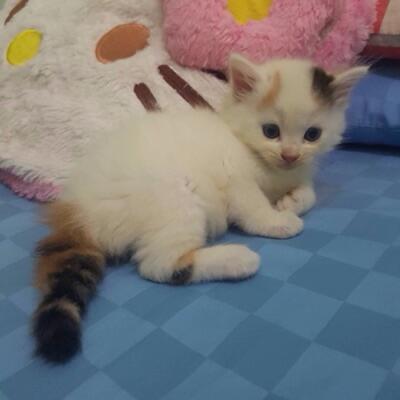 Terjual For Sale Kitten Persia Medium Long Hair Kaskus