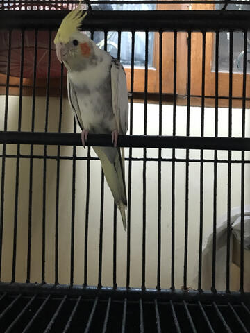 Terjual Jual Cockatiel Kakatua Mini Parkit Australi Falk Palek