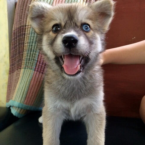 Terjual Doggy Anjing Serbian Husky Mix Golden Kaskus