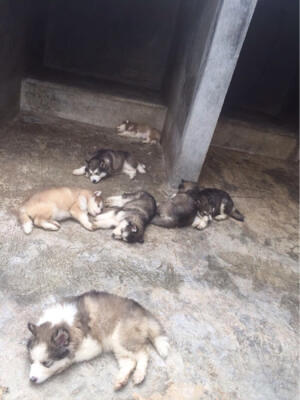 Terjual Anak Anjing Alaskan Malamute Bandung Kaskus