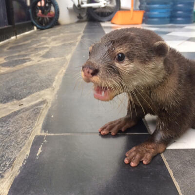 Terjual Jual Berang Berang Otter Kaskus