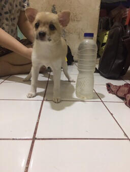 Terjual Jual Anjing Mix Mini Pom Dan Chihuahua Kaskus
