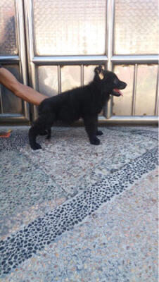 Jual Herder All Black Betina German Shepherd Dog Kaskus