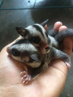 72+ Gambar Hewan Tupai Terbang Gratis Terbaru