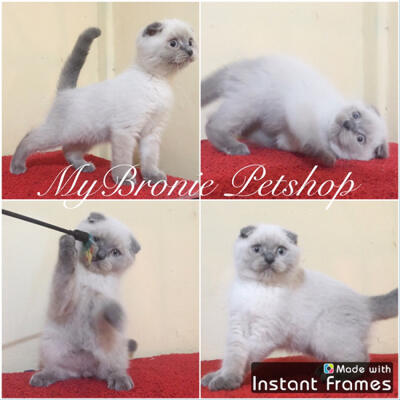 Terjual Kucing Kitten Scottish Fold Jantan Anakan Import