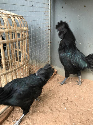 85+ Gambar Ayam Cemani Asli HD 85+ Gambar Ayam Cemani Asli HD