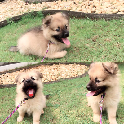 Terjual Jual Anak Anjing Mini Pomeranian Pom Pom Murah Kaskus