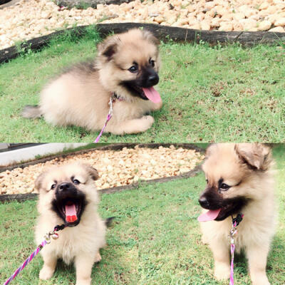 Terjual Jual Anak Anjing Mini Pomeranian Pom Pom Murah Kaskus