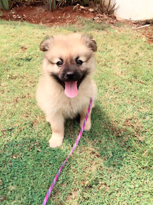 Terjual Jual Anak Anjing Mini Pomeranian Pom Pom Murah Kaskus