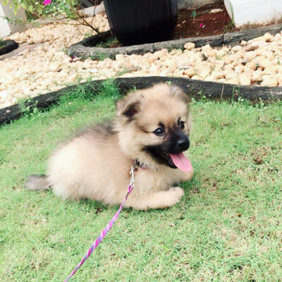 Terjual Jual Anak Anjing Mini Pomeranian Pom Pom Murah Kaskus