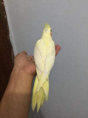 Terjual Falk Australia Lutino Mata Merah Jinak Total Kaskus