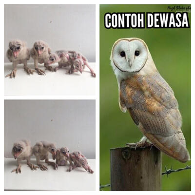 Terjual Jual Burung Hantu Tyto Alba Kaskus
