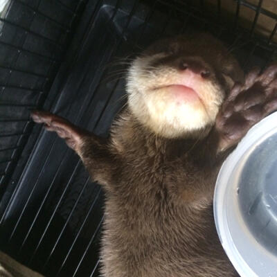 Terjual Jual Berang Berang Jual Otter Kaskus