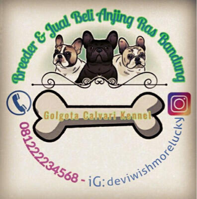 samoyed breeders east coast