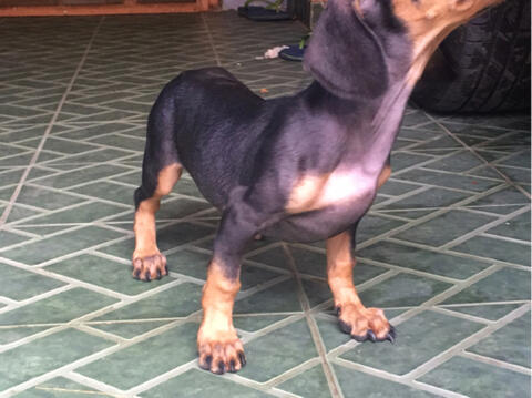 jual semi hibah gratis anak anjing tekel daschund beagle