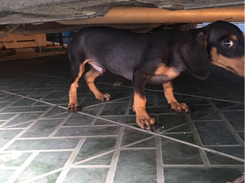 jual semi hibah gratis anak anjing tekel daschund beagle