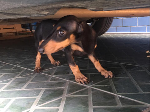 jual semi hibah gratis anak anjing tekel daschund beagle