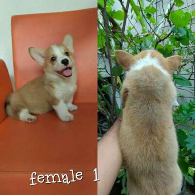 harga corgi puppies